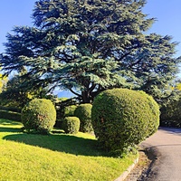 Дворцово-парковый ансамбль Ливадийского дворца. Территория парка-памятника садово-паркового искусства около Большого дворца.