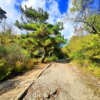 Царская, Горизонт., Солнеч. тропа вдоль ЮБК от Ливад. дворца до сан. им. Розы Люксембург в Гаспре. По ней гулял Николай II, потому – Царская. После революции -  Солнечная. Длина — 6,7 км; наклон — < 3° (поэтому гориз-я); высота над морем, — 133–203 м
