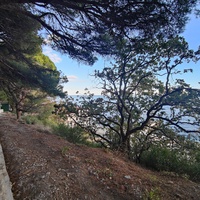 Парк-памятник садово-паркового искусства. Заложен в 1880 г. при строительстве летней резиденции графа Витте. Над созданием ландшафтного дизайна трудились архитектор Марко и главный садовник ЮБК Кебах, к 1891 г. парк приобрёл законченный вид.