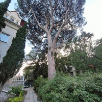 У корпуса лечебно-оздоровительного центра «Нижний Мисхор» - бывшей дачи Нарышкина, известной также как особняк "Софиевка" или «Малая Алупка».