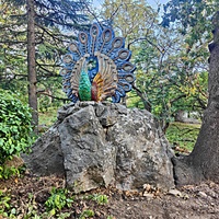 Мисхорский парк-памятник садово-паркового искусства. Павлин.