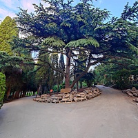 Мисхорский парк-памятник садово-паркового искусства.