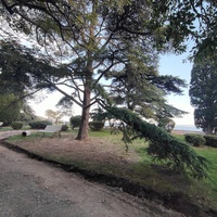 Мисхорский парк-памятник садово-паркового искусства.