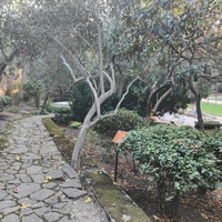 Мисхорский парк-памятник садово-паркового искусства.