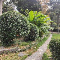 Парк "Дюльбер". Разбит в конце XIX в. Инициатор создания парка - великий князь Петр Николаевич Романов (внук Николая I). Проект парка с учётом эскизов Романова разработал ялт. арх. Н. П. Краснов, высажен с участием  крымского садовода Л. Кремера.