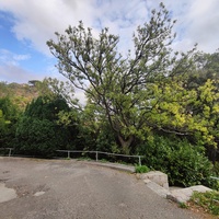 Архитектурно-парковый комплекс Юсуповского дворца в посёлке Кореиз. Площадь парка — около 16 га, создан известным ландшафтным дизайнером Карлом Кебахом и директором императорского ботанического сада Николаем Гартвисом в 1820-х гг.