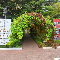 Княгиня Анна Голицына построила здесь дачу «Розовый дом» и разбила сад. В 1880-х гг. имение приобрёл князь Феликс Юсупов-старший. В 1909 г. Феликс Юсупов-младший перестроил дачу в полноценный дворец. Пергола в парке перед дворцом.