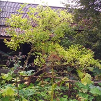 Посёлок Звезда Брасовский район Брянская область