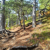 На Кореизской тропе около Вороньей скалы в Ялтинском горно-лесном заповеднике.