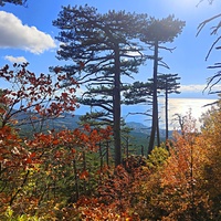 Вдоль Кореизской тропы около Вороньей скалы в Ялтинском горно-лесном заповеднике.