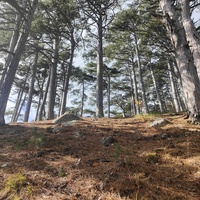 Вдоль Кореизской тропы около Вороньей скалы в Ялтинском горно-лесном заповеднике.