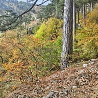 Вдоль Кореизской тропы за Вороньей скалой в Ялтинском горно-лесном заповеднике.