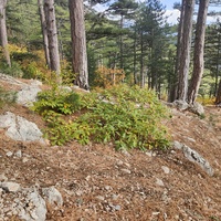 Вдоль Кореизской тропы за Вороньей скалой в Ялтинском горно-лесном заповеднике.