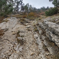 На склонах Ай-Петринской яйлы вдоль Кореизской тропы в Ялтинском горно-лесном заповеднике.