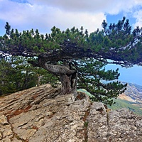 Сосна-самолёт на плато г. Ай-Петри. Прозвище - из-за флагообразной кроны в виде крыльев миниавиалайнера и вытянутой в направлении воздуш. потоков (находится в самом в самом ветреном месте Крыма). Возраст дерева — около 200 лет, высота ствола — 10 м.