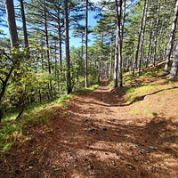 На Кореизской тропе в Ялтинском горно-лесном заповеднике.