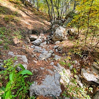 Около родника Баба-Али Текне вдоль Кореизской тропы в Ялтинском горно-лесном заповеднике.