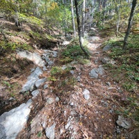 Около родника Баба-Али Текне вдоль Кореизской тропы в Ялтинском горно-лесном заповеднике.