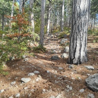 Вдоль Кореизской тропы в Ялтинском горно-лесном заповеднике.
