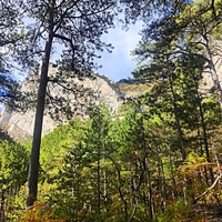 Вдоль Кореизской тропы в Ялтинском горно-лесном заповеднике.
