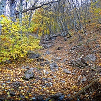 Кореизская тропа в Ялтинском горно-лесном заповеднике на склоне Ай-Петринской яйлы  перед её вершиной.