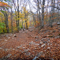 Грабовая роща вдоль Кореизской тропы в Ялтинском горно-лесном заповеднике на склоне Ай-Петринской яйлы  перед её вершиной.