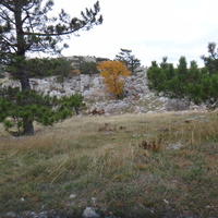 На плато Ай-Петри. Вдоль дороги от горы Ай-Петри к посёлку Охотничье.