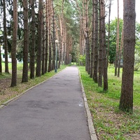 Игуменка, сосновая аллея