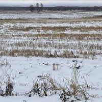 Поле около села