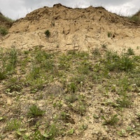 Собачья гора