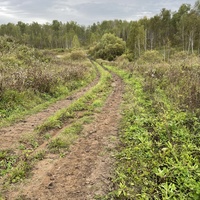 Дорога к речке и дальше к бывшему Кордону