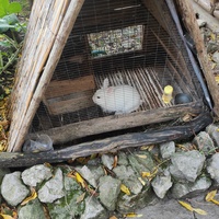 На территории кафе «Крымский дворик Улу-узень» недалеко от водопада Джур-Джур.