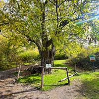 «Орех Юрия Никулина» в "Долине привидений" на склоне горы Демерджи - назван по эпизоду кинокомедии Л. Гайдая «Кавказская пленница Дерево было запечатлено и в кинокомедии «Спортлото-82».