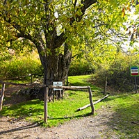 «Орех Юрия Никулина» в "Долине привидений" на склоне горы Демерджи - назван по эпизоду кинокомедии Л. Гайдая «Кавказская пленница Дерево было запечатлено и в кинокомедии «Спортлото-82».