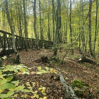 Экотропа с деревянными ступенями и перилами к водопаду Джур-Джур на реке Улу-узень по территории гос. природного гидрологического заказника регионального значения «Хапхальский».