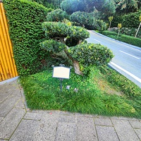 Парк «Айвазовское» — ландшафтный парк на берегу Чёрного моря. Расположен у подножия Медведь-горы в посёлке. Ногоплодник крупнолистный. Форма "Бонсай".