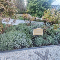 Парк «Айвазовское» — ландшафтный парк на берегу Чёрного моря. Расположен у подножия Медведь-горы в посёлке. Лаванда узколистная.