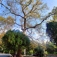 Парк на территории санатория «Пушкино» — памятник садово-парковой архитектуры начала XIX века. Платан, посаженный в годовщину гибели поэта.