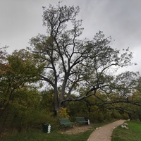 Массандровский дворцово-парковый ансамбль. Парк был заложен в 1822 году на месте грабового леса немецким садовником Карлом Кебахом.