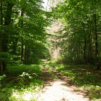 Медвідський ліс