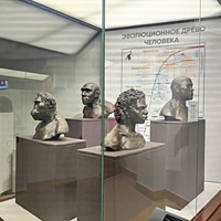 Исторический музей на улице Соборной, 22. Экспозиция «До нашей эры». В зале «Антропогенез» (входит в состав раздела «До нашей эры»).
