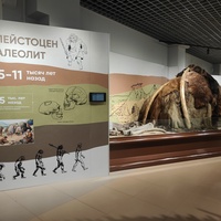 Исторический музей на улице Соборной, 22. Палеонтологическая экспозиция «До нашей эры». Мегафауна плейстоцена.