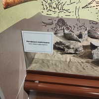 Исторический музей на улице Соборной, 22. Палеонтологическая экспозиция «До нашей эры». Мегафауна плейстоцена.