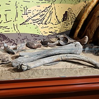 Исторический музей на улице Соборной, 22. Палеонтологическая экспозиция «До нашей эры».