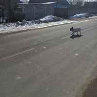 Собака на ул. Петровского