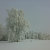 зимний лес за деревней