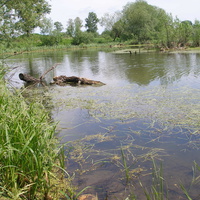 Стахановский пруд летом