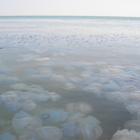 Море медуз