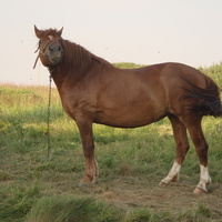 лошадь в Ерошино 2008г