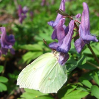 Весна в горах Южного Урала. Бабочка на цветке хохлатки.